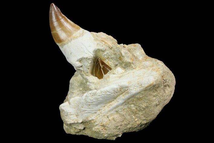 Mosasaur (Prognathodon) Jaw Section With Unerupted Tooth #150159